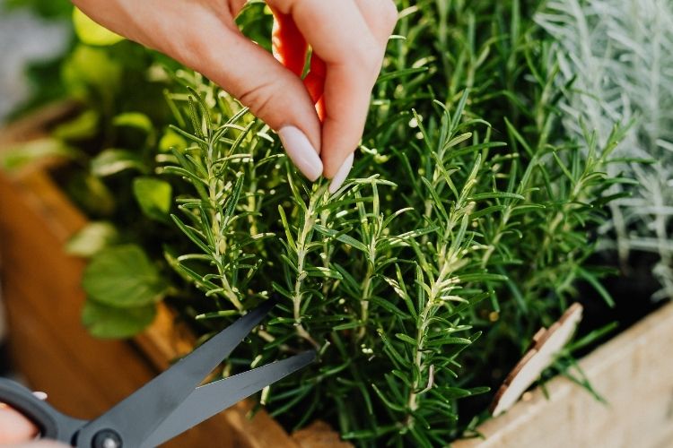 pexels_kitchen-herbs
