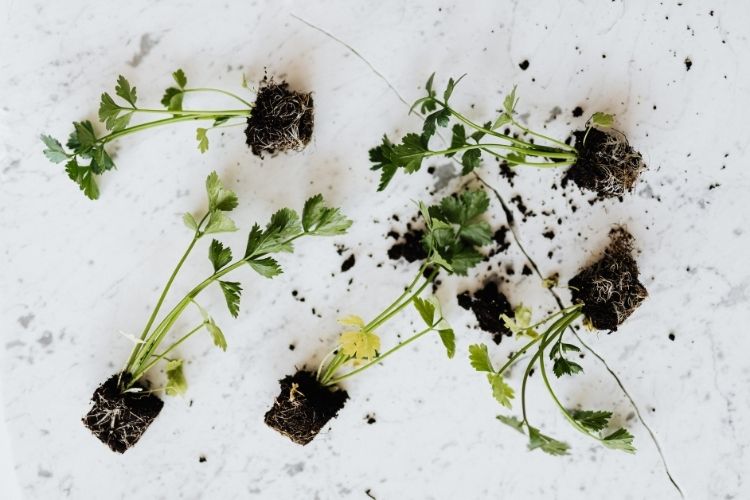 pexels_kitchen-herbs