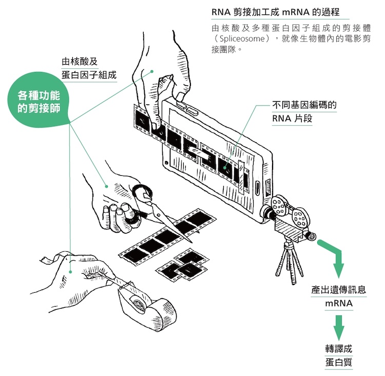RNA剪接加工成mRNA的過程:由核酸及多種蛋白因子組成的剪接體(Spliceosome),就像生物體內的電影剪接團隊。