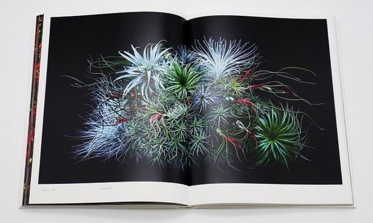 Encyclopedia of Flowers V: 植物図鑑