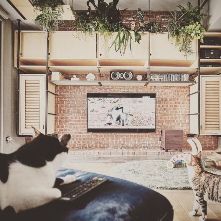 猫咪梦寐以求的居家生活!从厨房到厕所,全都为他的猫小孩量身打造