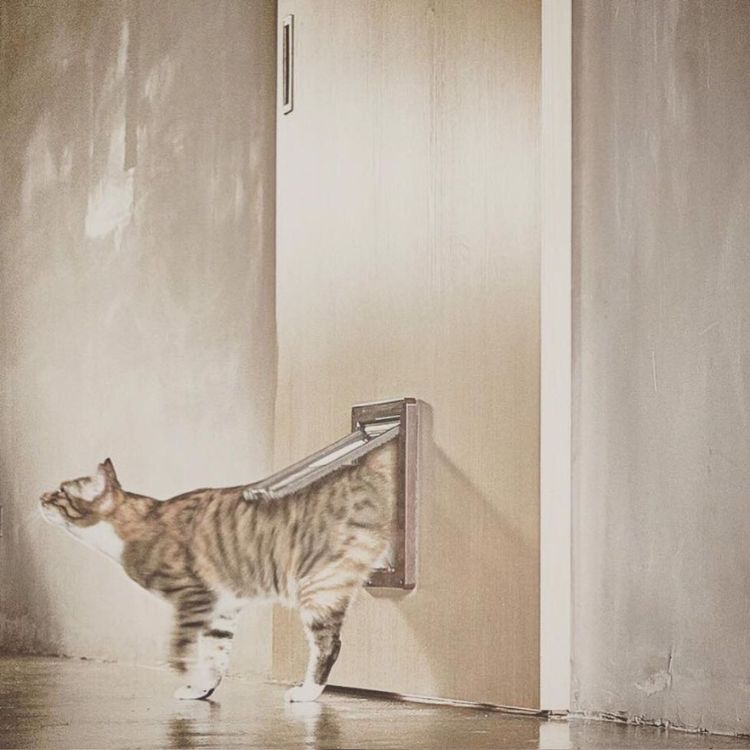 猫咪梦寐以求的居家生活!从厨房到厕所,全都为他的猫小孩量身打造