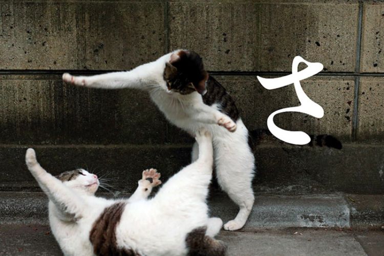 猫咪摄影师,岩合光昭( Mitsuaki Iwago)