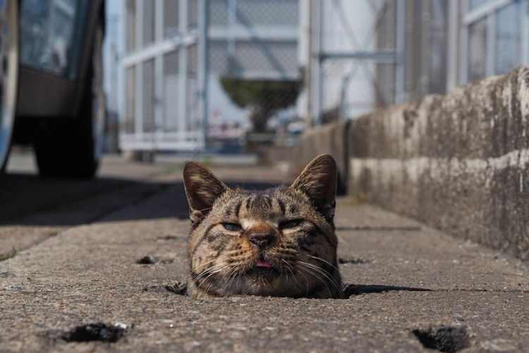 猫咪摄影师,岩合光昭( Mitsuaki Iwago)