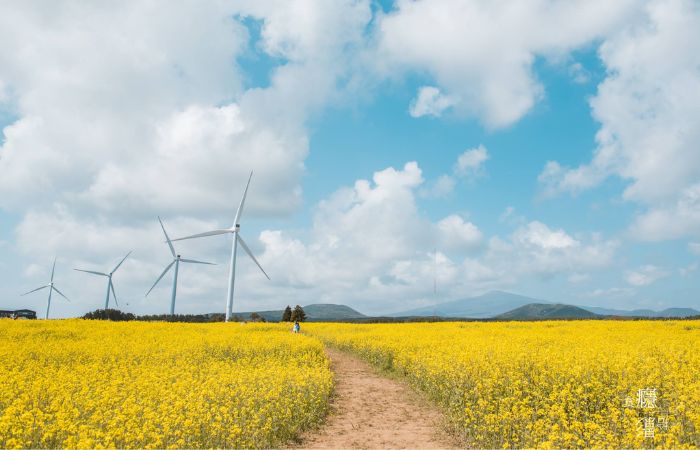 濟州島色Colors of Jeju