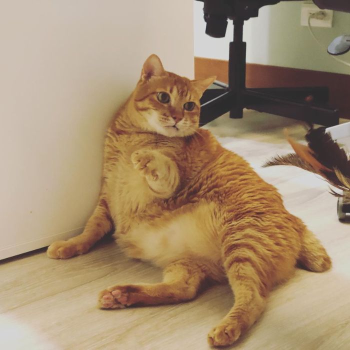 橘猫