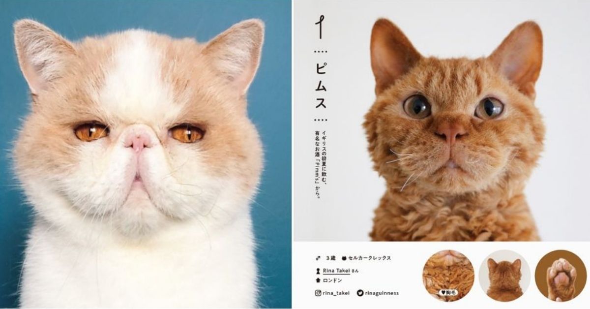 吸猫治百病!史上最完整「100只猫咪图监」,收录全日本最萌猫咪档案