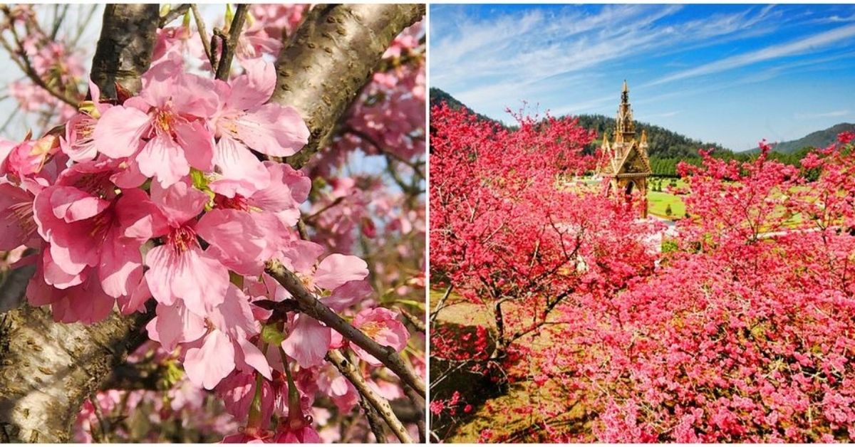 【2021全台赏樱景点总整理】花季结束前请手刀前往!阳明山、三峡、新竹一路盛开到嘉义